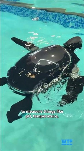 Beatbox’s Sea Turtle Bot Will Clean Your Pool #ces2026 #ces #robots #beatbox