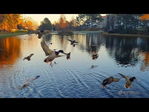 Calming and Active Duck Observation