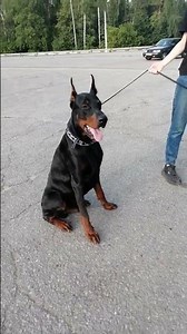 Very large doberman ( Очень крупный доберман )