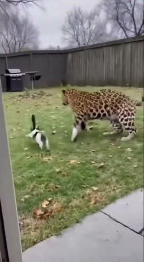 Owner SCREAMS as Leopard Tries to Attack Her Dog and Cat!