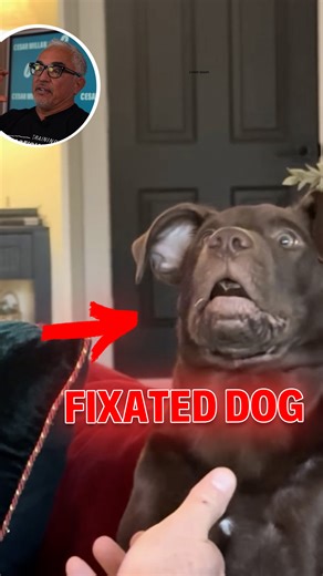 Cesar Millan on Instagram: "Let's analyze a young dog who looks calm and gentle—but can’t release an object. 🐶👀 There’s no aggression, but the fully dilated pupils reveal fixation. In this Cesar Reacts, I explain why fixation isn’t defiance or dominance—it’s confusion. With calm patience, the dog resets mentally and releases. 👉 Watch more videos like this on my YouTube channel! Analicemos a un perro joven que parece estar en calma y dócil… pero no puede soltar un objeto. 🐶👀 No hay agresión,