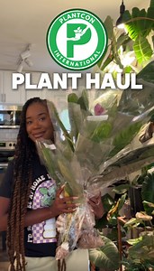311K views · 18K reactions | PlantCon International  PLANT HAUL 華Y’all ready to for Plant Chores? ——Most of these anthuriuims were from @amazonianplants.ec and @mundiflora.farm 華@purple_elephant_plants on the Cercestis mirabilis#PlantMom #PlantHaul #PlantCon | Paige Tailyn Johnson | Facebook