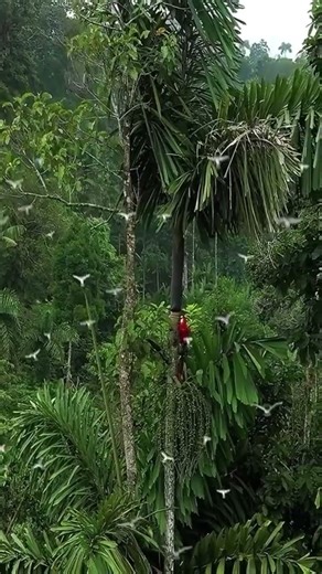 Menembus Hutan Amazon #Amazon #HutanHujan #Eksplorasi #AlamLiar