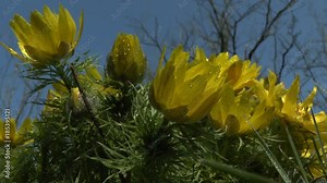Spring: flowering plant of spring pheasant's eye (Adonis vernalis) in the morning dew against the sky. Stock Video