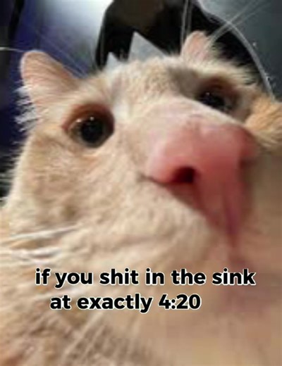 Jammy Dodger on TikTok