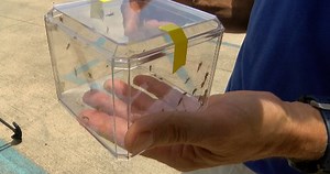 Influx of bugs annoys local residents, experts say don’t panic