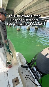 7K views · 57 reactions | This is how to catch snapper offshore of Tampa Bay! We first start out catching bait and then chum the fish up! #BAIT #CastNetFishing #tampabay #florida #skywayfishingpier | Groupermvp | Facebook