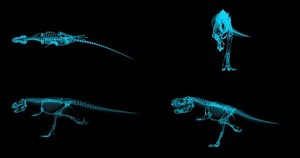 Trex Xray Skeleton Running Cycle 3d Stock Footage Video (100% Royalty-free) 30029698 | Shutterstock