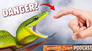 We revisit two of our most exciting catches from our expedition to Thailand: the Red-Tailed Racer and the Violin Beetle! | Brave Wilderness