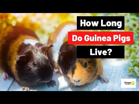 How long do guinea pigs live as pets?