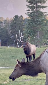 13K views · 272 reactions | Thinking of an identifier name for this bull. Torn between Skewie and Glitchy. Which one do y’all like? #photography #wildlife #nature #reels #foryoupageシ #elk #bull #wildanimals | Good Bull Guided | Facebook
