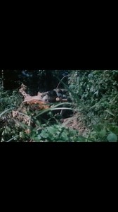 🎥: Operation: Get Victor Corpuz, the Rebel Soldier #CineMo #CineSilip | CineMo