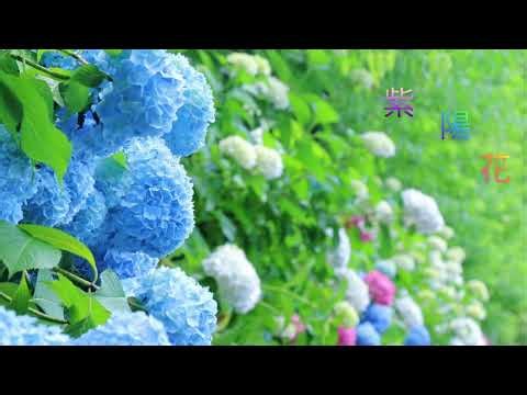 紫陽花（ギター三重奏）