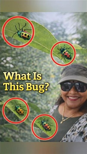 Strange colorful bug on my plant!🐞🌿Is it harmful or helpful for the garden?Let’s find out#gardening