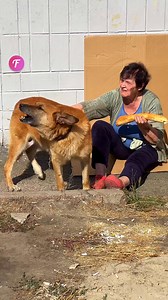 Un perro ayuda a una mujer en una obra de caridad. | Amo a los animales