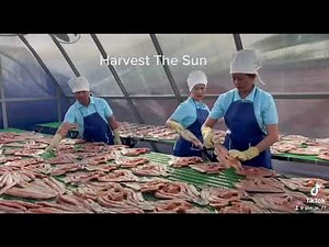 Fish drying in solar dryer by HTS