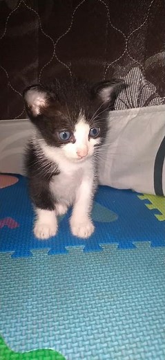 Anak kucing mungil dan imut 😍😍😍 funny and cute animals video - Ep.1039 😻