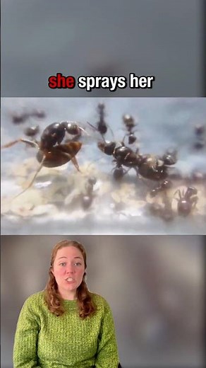 Watch this ant queen overtake a new throne | Science News