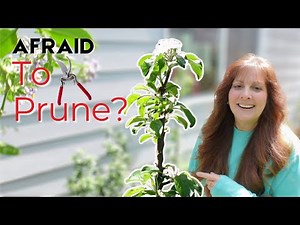 Grow APPLES in POTS! Best Dwarf Apple Trees for Tiny Spaces