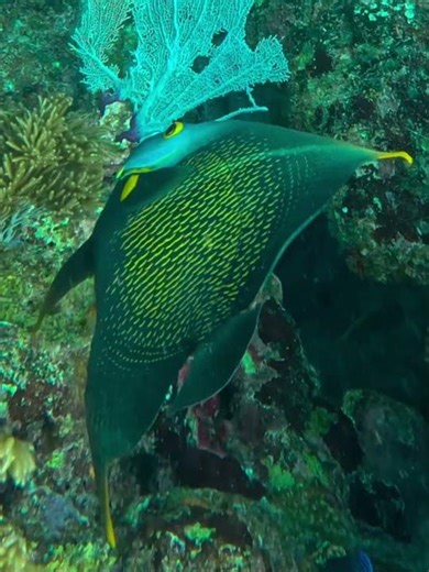 French Angelfish, Pez Angel Frances, on coral reef in Caribbean Sea #frenchangelfish #angelfish
