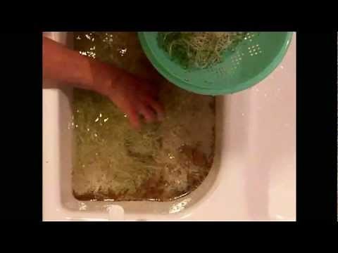 Rinsing Sprouts