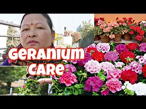 GERANIUM PLANT CARE AND REPOTTING STEP-BY-STEP//HEALTHY BLOOM TIPS🌼💚//KAUSHI GARDEN 👌