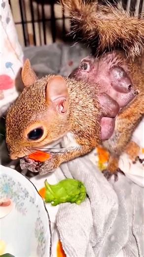 🪰 Botfly Removal from Squirrel | Shocking but Satisfying Treatment 🐿️ #botfly #botflyremoval