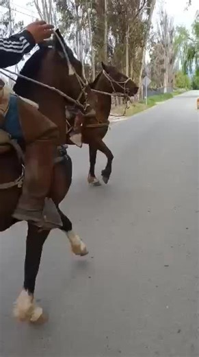 Horse Riding Adventure with Energetic Dog Running