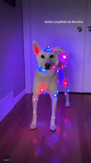 61K views · 295 reactions | The only Christmas lights we need this year! | The Sun | Facebook