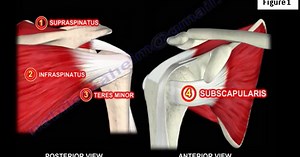 Rotator Cuff Muscle Examination