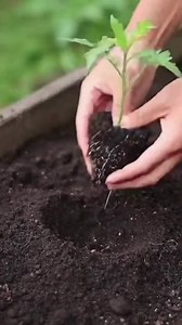 The One-Ingredient Trick for Boosting Your Tomato and Cucumber Harvests. | Amazing Gardening Ideas