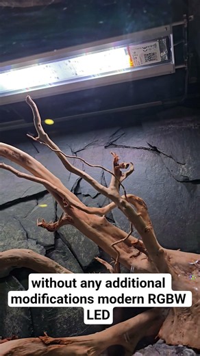 Our plug and play system for your hooded aquarium is here - SKYLIGHT ENTRIQ #aquarium #aquariumlight