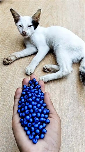 ASMR beads, reverse cat satisfying