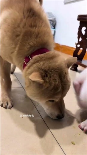 The pig ate a dumpling by its own ability.