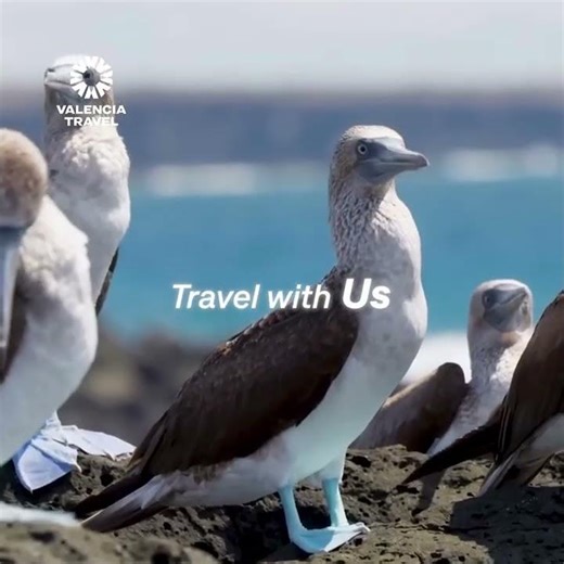 Travel With Us | Peru, Uyuni & Galápagos in 6s
