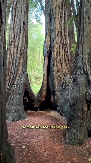 Muir Woods Guide 🌲💚