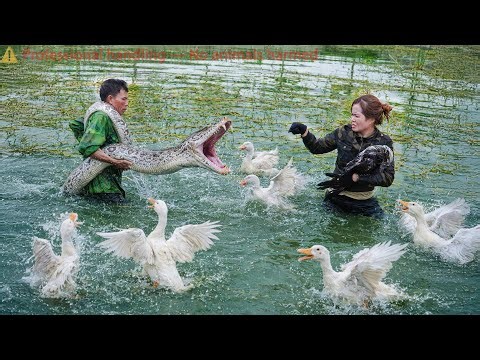 72 Hours on high alert: Giant python creeps up behind the duck… Shocking Save