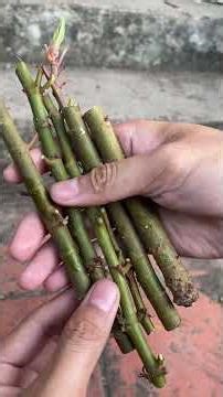 cắt hạ cây sung #nucodo #nucodophacay #bonsai #sungbonsai #mini