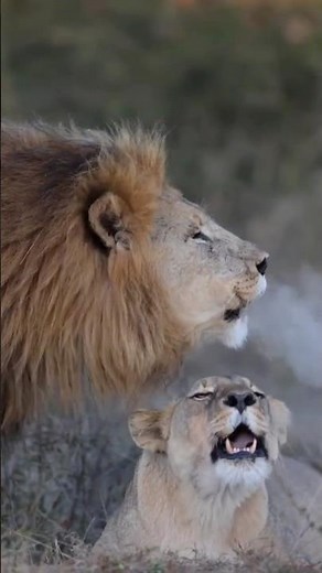 Lion and Lioness Roar Sounds