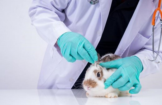 Rabbit Cataract Causes, Symptoms and Treatment