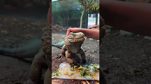 Friendly green iguana loves getting a long and relaxing scratch