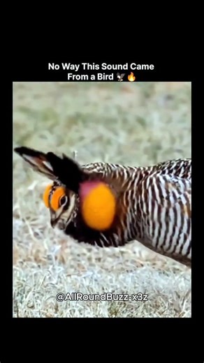 Terrifying Bird Sounds That Mean "STAY AWAY" 🔊💀
