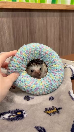 どーなつ🍩ハリ🦔