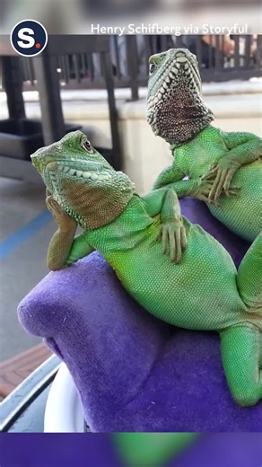 Everyone should aspire to be this mellow! | storyful