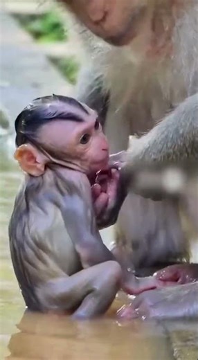 Real Wildlife Footage: Mother Monkey Drops Her Baby from High Tree #monkey