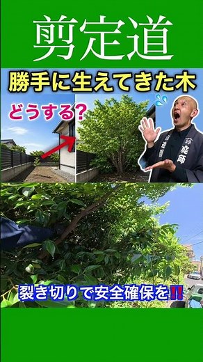Beginner-friendly tips: How to safely prune high branches! They grew big on their own!! #pruningm...