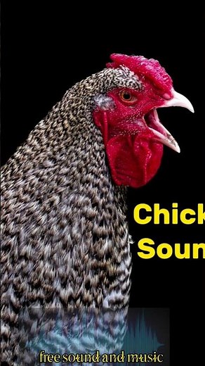 Chicken Clucking Sound Effects - no copyright free