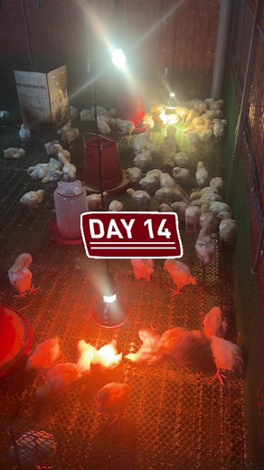 Backyard Chicken Farming: Day 14 Insights