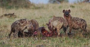 Close-up Four Spotted Hyena Pulling Apart Stock Footage Video (100% Royalty-free) 1093410081 | Shutterstock