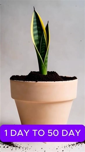 50 Day Snake Plant Timelapse | Seed to Home Jungle#timelapse